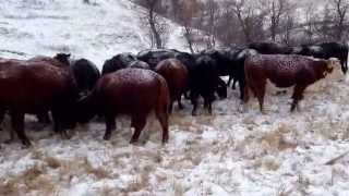 Feeding winter grazing cows cakein North Dakota NO HAY [upl. by Robert]