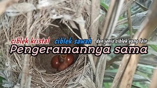 Berapa lama burung ciblek mengerami telurnyaini dia‼️ [upl. by Ainedrag]