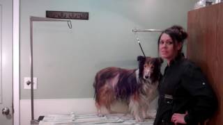 Cushings Disease in Pets [upl. by Assira964]