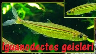 Iguanodectes geisleri  Géry 1970  Aquarium Tropical du Palais de la Porte Dorée  062015 [upl. by Awram]