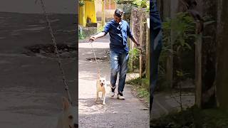 വരുന്നത് വരുന്നിടത് വെച്ച് കാണാം 😜 dog doglover [upl. by Roxi768]