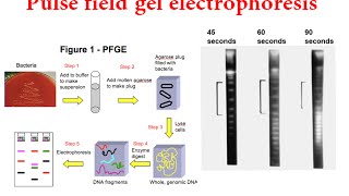 Pulsed Field Gel Electrophoresis pfge [upl. by Thurlow]