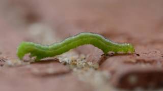 Inchworm Geometridae caterpillar [upl. by Llebpmac]