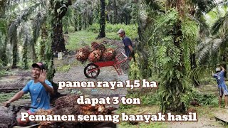 panen sawit 15 HA dapat 3ton pemanen senang banyak hasil🤑🤑 [upl. by Kramal]