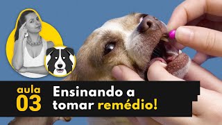 Como dar medicação para o cão  Cachorro não quer tomar remédio [upl. by Howlan]