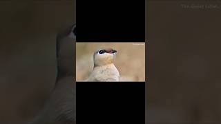 Never seen before Pratincole preen pratincole birds healing healingsounds healingmusic bird [upl. by Ogden]