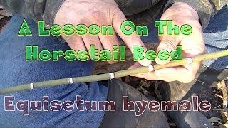 A Lesson On The Horsetail Reed [upl. by Noonan]