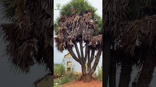 அதிசய ஏழு தலைகள் கொண்ட பனைமரம் 7 Thalai Panaimaram [upl. by Creedon]