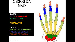 OSSOS DE MEMBRO SUPERIOR PARTE 3  OSSOS DA MÃO [upl. by Hershel]