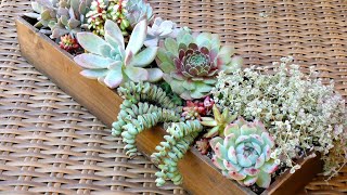 Succulent Arrangement in Wood Planter Box [upl. by Ammon]