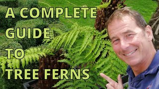 Tree Ferns Dicksonia Antarctica Complete Guide [upl. by Nosaj286]