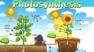 Photosynthesis [upl. by Niawtna]