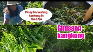 Ginisang kangkong with bagoong  Pinay life in Florida USA  kangkong recipe  apanapan kangkong [upl. by Lekar]