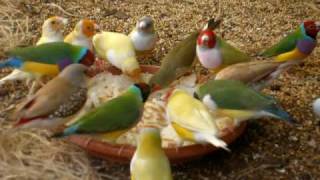 Feeding australian finches in finch aviary [upl. by Ibot59]