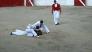 course landaise 25052010 a pomarez armagnacaise wmv [upl. by Sasnett295]