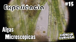 Experimento com Algas Microscópicas [upl. by Arlynne]