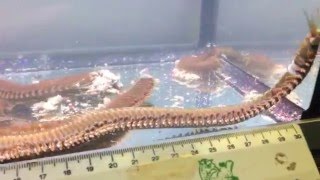 Monster Bobbit worm Eunice aphroditois discovered at Maidenhead Aquatics  Woking [upl. by Spense19]