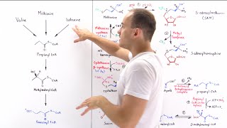 Metabolism of Methionine [upl. by Arnulfo447]