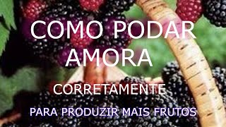 Como Podar Amora Preta de forma Correta E AUMENTAR a PRODUÇÃO de frutos [upl. by Leumel421]