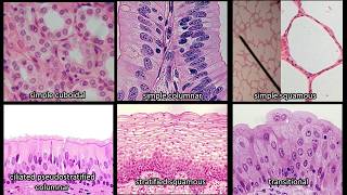 Identifying Epithelium  Review and Practice Questions [upl. by Eislel]