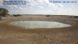 Okaukuejo Resort Wildlife Waterhole Live camera stream in the Etosha National Park in Namibia [upl. by Huey765]