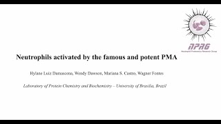 Neutrophils Activated by the Famous and Potent PMA Phorbol Myristate Acetate [upl. by Teews]