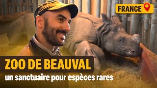 Des rhinocéros aux bébés tigres blancs du Zoo de Beauval [upl. by Acemat]