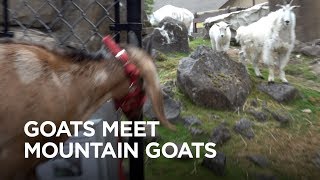 Tiny Goats Visit Mountain Goats [upl. by Tattan]