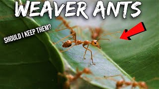 I Found a Massive Wild Weaver Ant Colony [upl. by Nylirac]