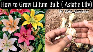 How to Grow Lilium  Asiatic Lily Bulb  Best Winter Flower  OdiaGardener [upl. by Yznel]