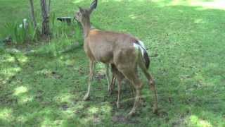 Fawn Chases a Quail and other nice moments [upl. by Nnair]