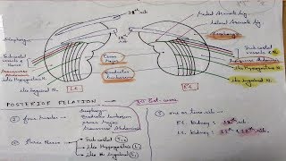 Kidney Anatomy Posterior Relation  TCML [upl. by Ailelc677]