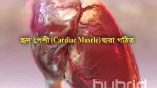 Human Heart  Bangla [upl. by Cleopatre531]