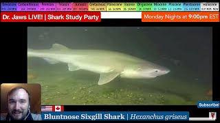 Dr Jaws LIVE 54 Bluntnose Sixgill Shark Study Party [upl. by Pall]