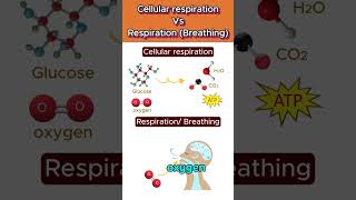 Cellular respiration Vs Respiration 🌬️🧬 cellularrespiration shorts ytshorts [upl. by Karyn727]