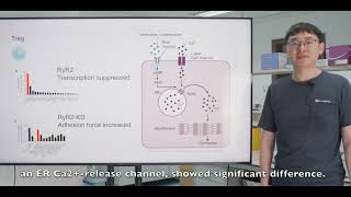 Suppression by regulatory T cells and Foxp3mediated blockage of ryanodine receptor 2 [upl. by Alethia513]