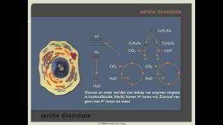 Biodoen  aërobe dissimilatie 1 van 8 [upl. by Naellij]