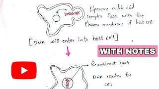 Lipofection  Liposome encapsulation  Transfection  Gene transfer technique  rDNA technology [upl. by Beall]