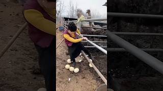 😱நெருப்புக் 🐓கோழி முட்டையை எடுப்பது 😨 Picking up fire chicken eggs fire chicken egg 🥚 [upl. by Ieppet]