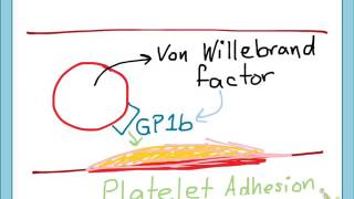 Antiplatelets mechanismpart 1 [upl. by Payton]