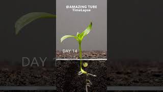 Growing Red Bell Pepper Plant  Time Lapse [upl. by Mellman]