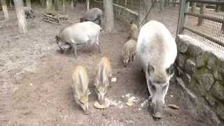 Wildschweine futtern Teil 2 im Tier  u FreizeitparkGermendorf [upl. by Fugere]