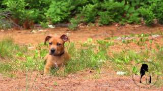 Pitbull Boxer mix puppy quotPitboxerquot 11 weeks old [upl. by Elehcim]