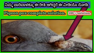 How to cure pigeon pox in kannada 100℅ confirm  Chicken pox on pigeon curing Solution1 pigeon [upl. by Aramois]