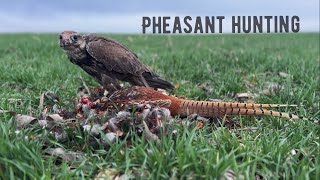 FALCONRY  quotSaker falcon pheasant huntingquot [upl. by Eilhsa]