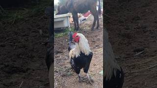 جي جيكو أغنية الدجاجJ Geco chicken song J Geco chicken song J Geco chicken song [upl. by Thorma527]