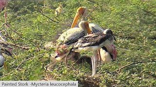 Painted Stork Mycteria leucocephala [upl. by Aric]