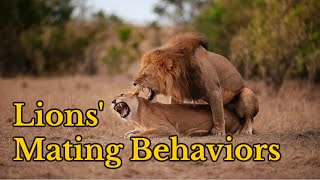 Surprising Facts About Lions Mating Behaviors and Sounds  Sounds of Lions Mating [upl. by Nifled]