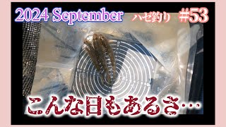 2024年【ハゼ釣り53】9月7日‗相手は自然！いつも釣れるわけじゃない💦‗釣果情報 [upl. by Ibbie]