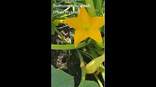 Summer Squash Blossoming and Fruiting 🌿 Dixie Hybrid garden [upl. by Erdnassak]